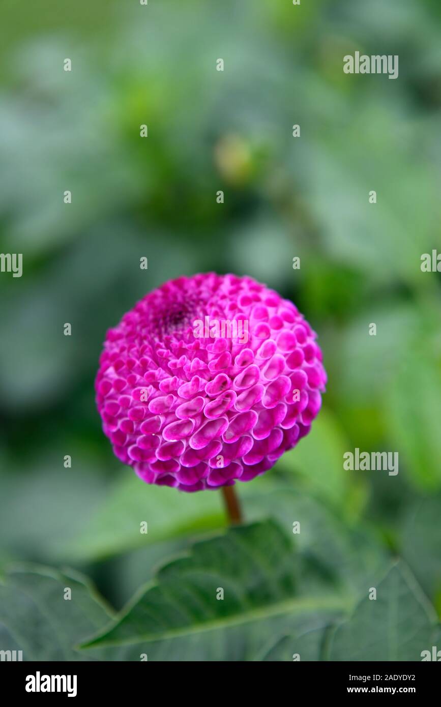 dahlia john markham,purple,pom pom dahlias,irish  bred,flower,flowers,flowering,perennial,RM Floral Stock Photo - Alamy