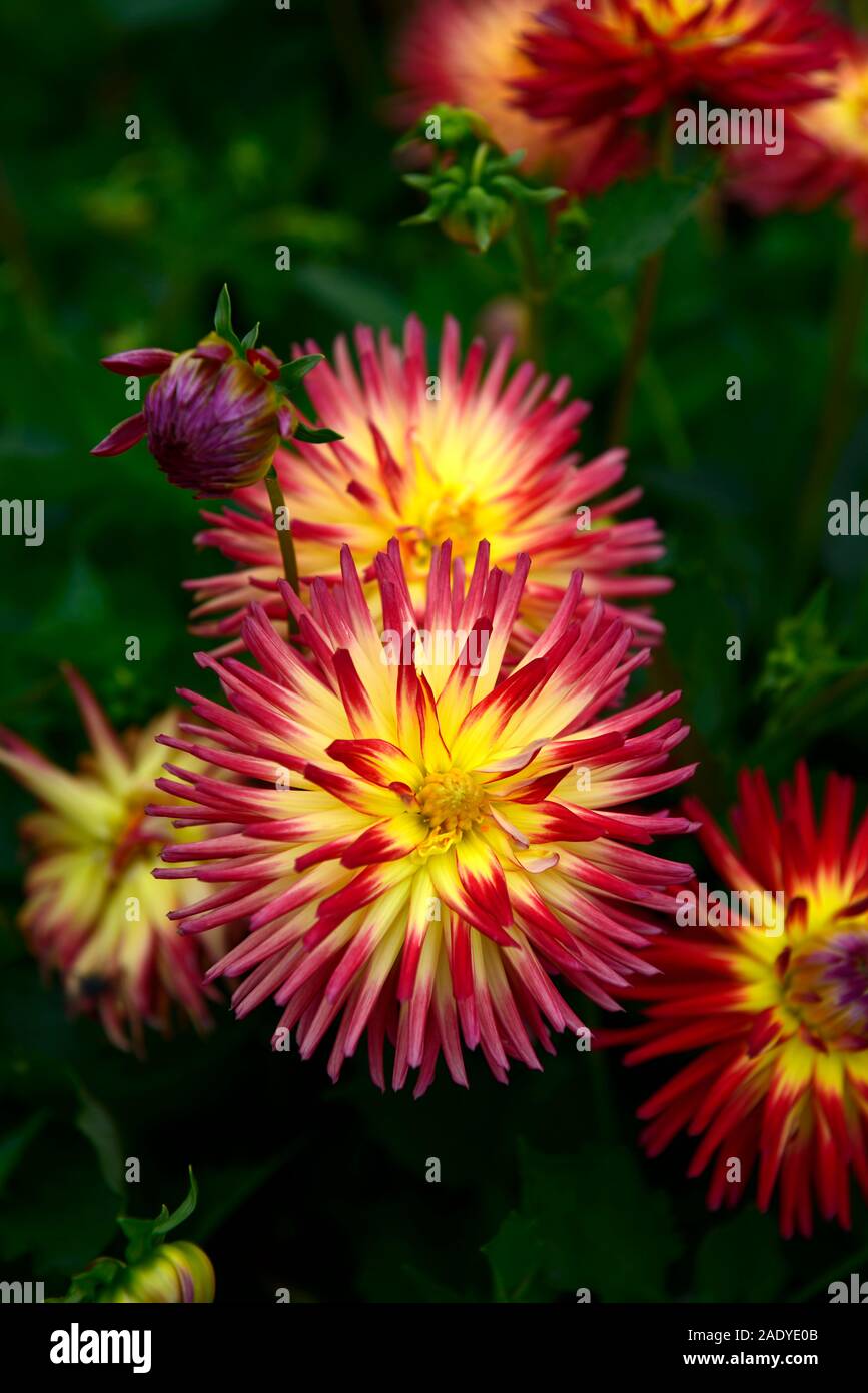 dahlia weston spanish dancer,small cactus,yellow red tipped,flower,flowers,flowering,dahlias,perennial tuber,tuberous plant,RM Floral Stock Photo