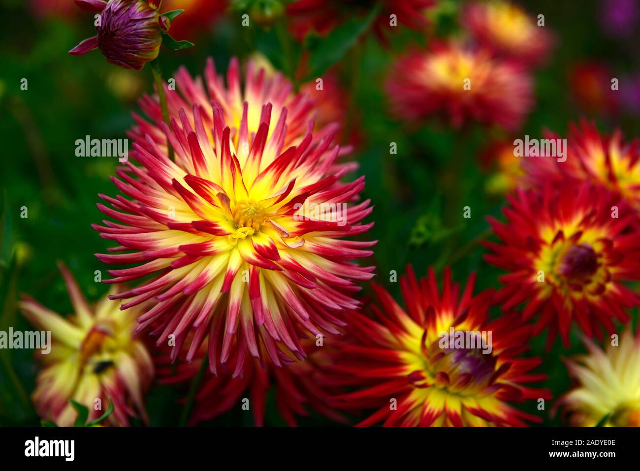 dahlia weston spanish dancer,small cactus,yellow red tipped,flower,flowers,flowering,dahlias,perennial tuber,tuberous plant,RM Floral Stock Photo