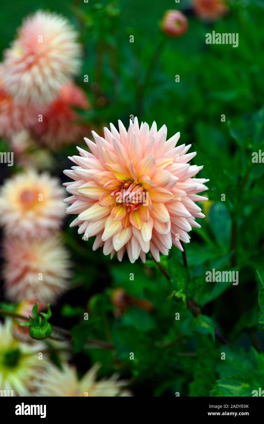 dahlia radfo,semi cactus,orange bronze,flower,flowers,flowering,dahlias,perennial tuber,tuberous plant,RM Floral Stock Photo