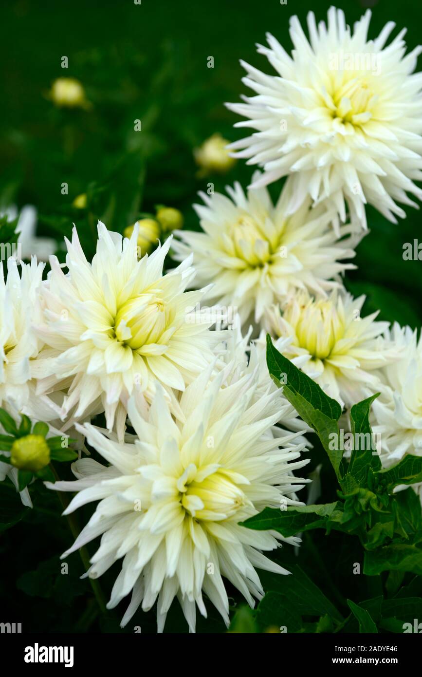 dahlia white pastelle,semi cactus,white,flower,flowers,flowering,dahlias,perennial tuber,tuberous plant,RM Floral Stock Photo