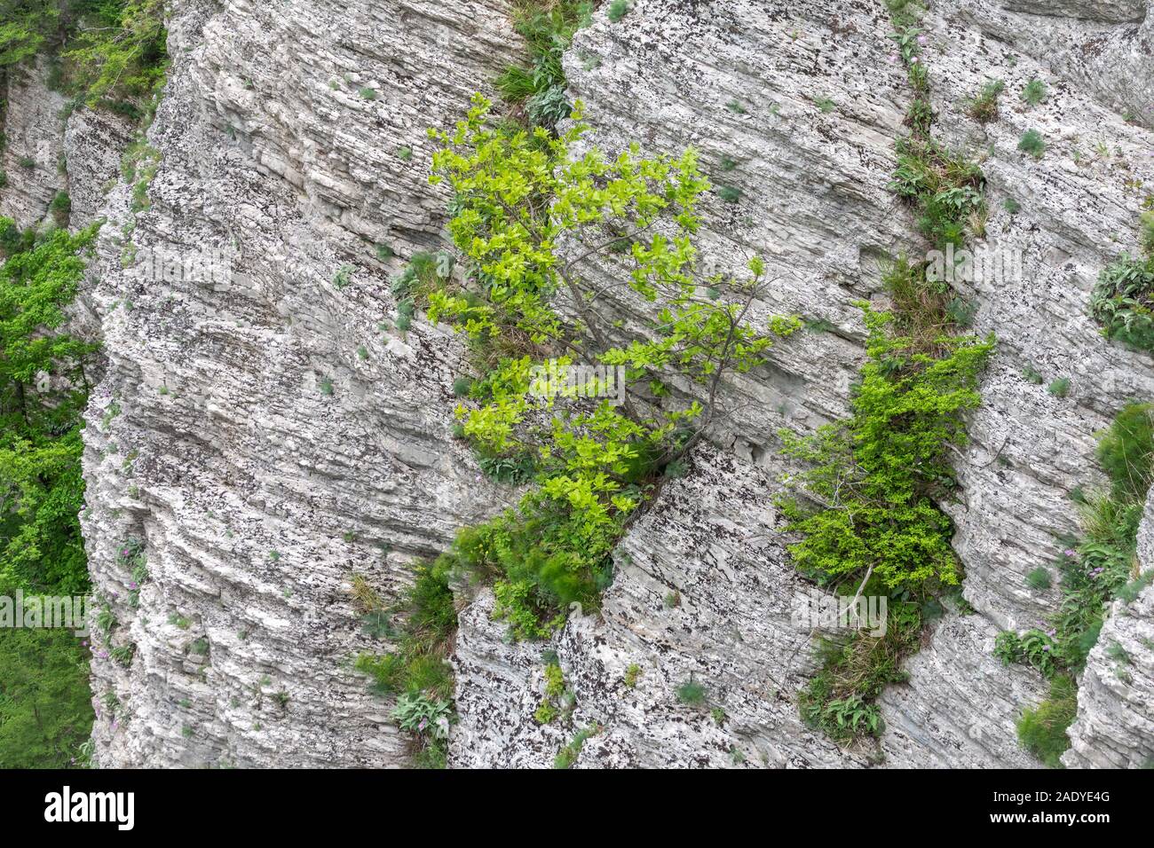 Green plants on a steep limestone rock. Natural background, limestone ...