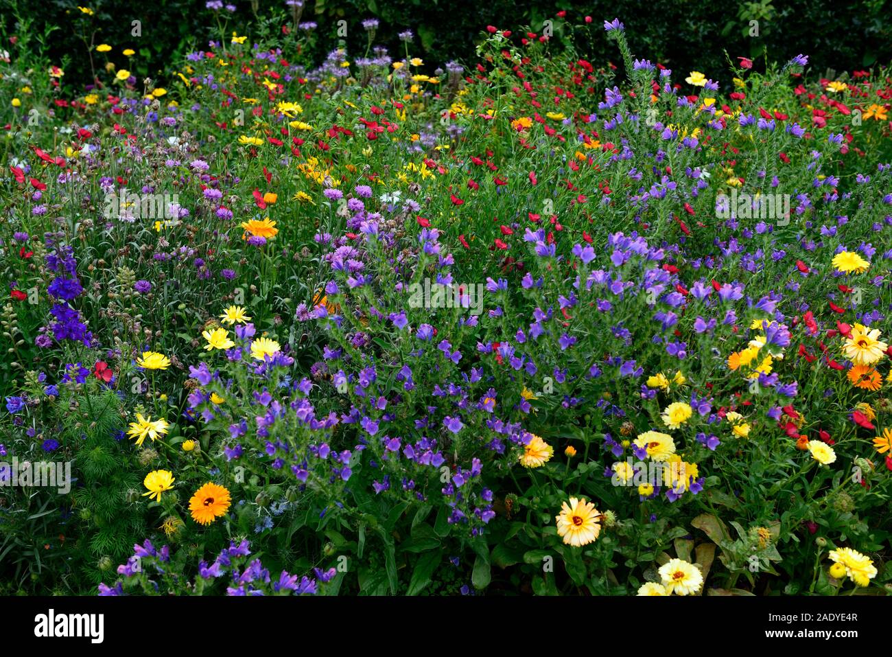hardy annual,annuals,carpet,mix,mixed,planting,wildlflower,wildflowers