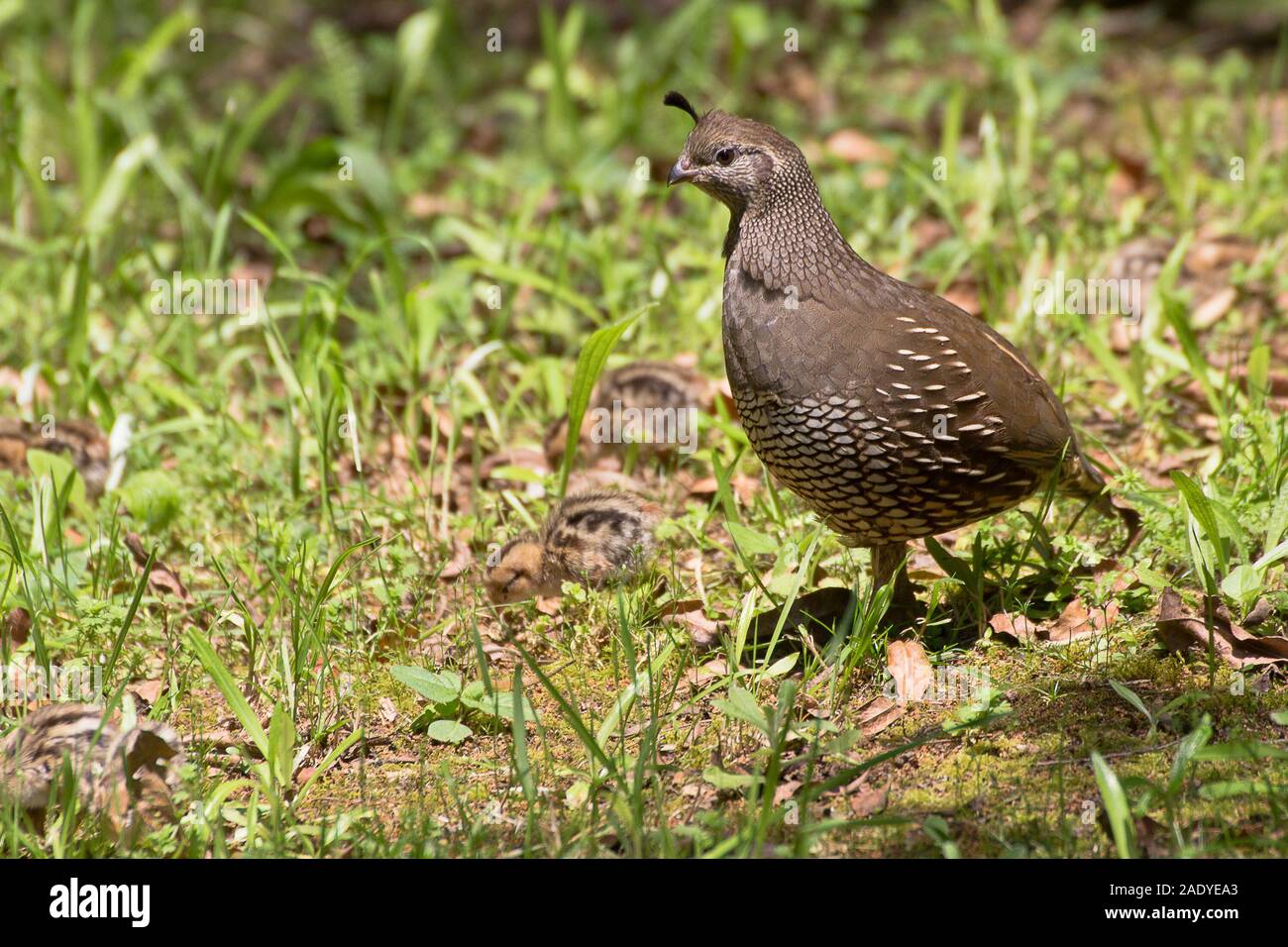 Female California Quail with some of her very new chicks. They were peeping loudly and couldn't run quickly in the grass because they were so small. Stock Photo