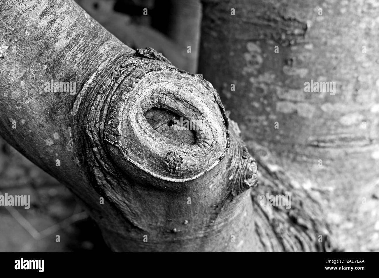 Close up of a knot on side of a tree in black and white Stock Photo
