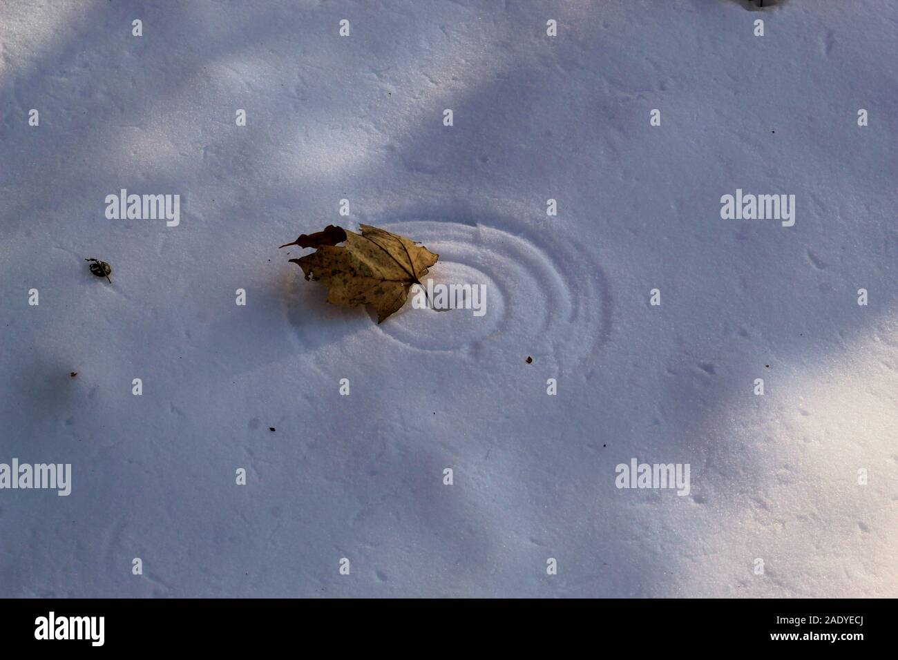 Frozen leaf making a perfect circle in the snow Stock Photo