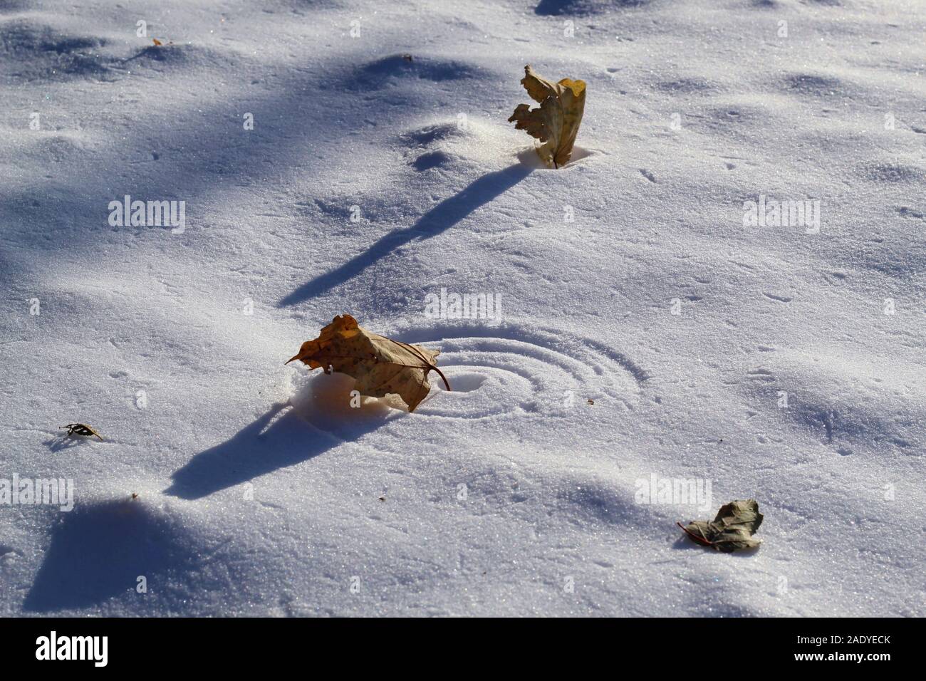 Frozen leaf making a perfect circle in the snow Stock Photo