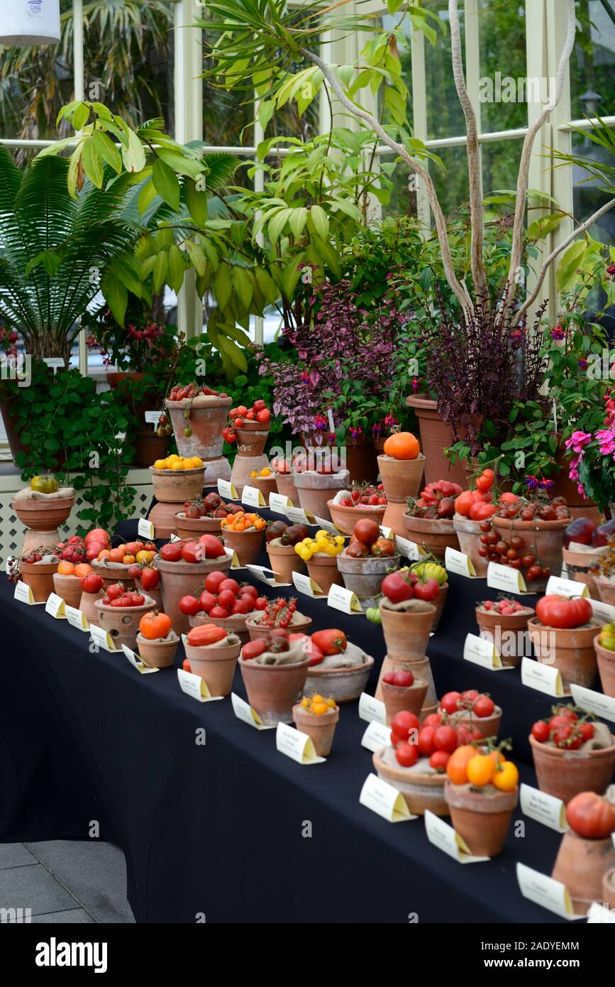 Totally Terrific Tomato Festival,National Botanic Gardens of Ireland,Glasnevin,Dublin City,tomato cultivars,display,displays,record breaking,fruit,exh Stock Photo