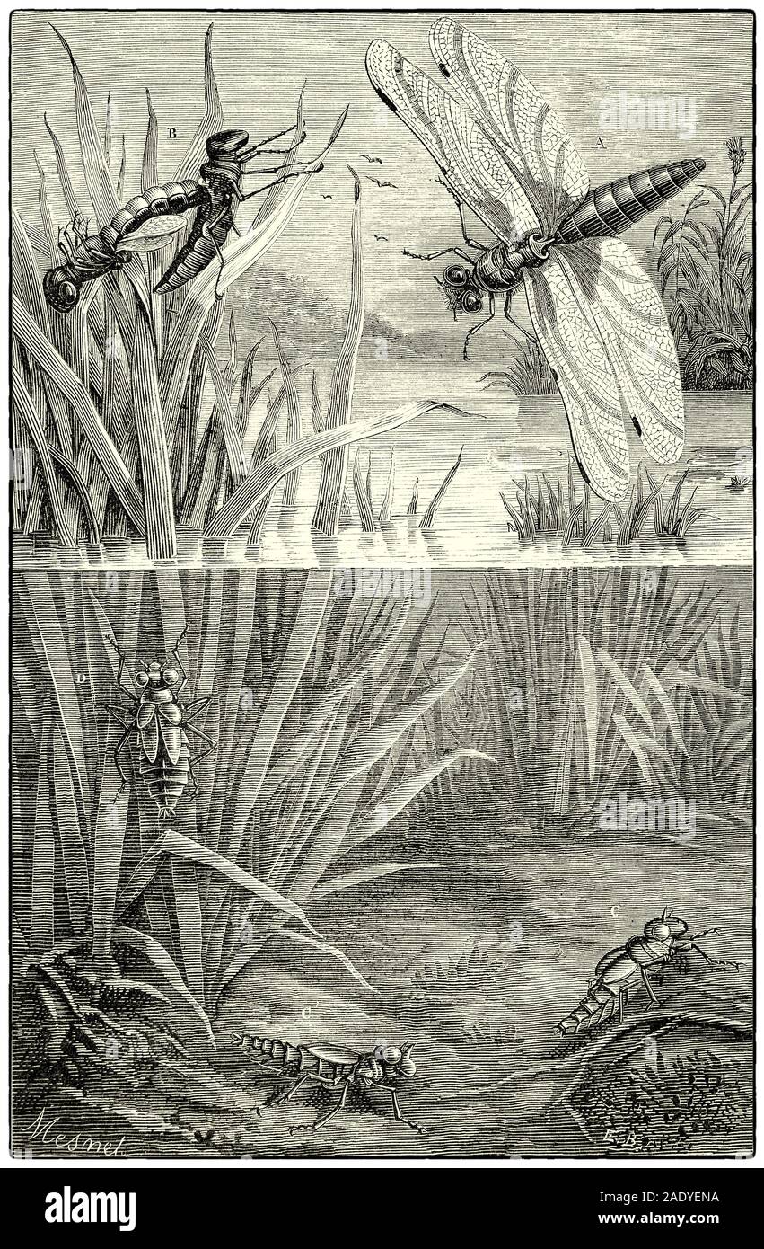 The life and metamorphoses of the Dragonfly (Libellulidae Depressa). A: The adult insect; B: The insect casting its old nymphs skin; C&D: larvae and Nymph. Dragonflies, an insect belonging to the order Odonata, infraorder Anisoptera, are predators, both in their aquatic larval stage, when they are known as nymphs or naiads, and as adults. Several years of their lives are spent as nymphs living in fresh water; the adults may be on the wing for just a few days or weeks. They are fast, agile fliers, sometimes migrating across oceans, and often live near water. Stock Photo