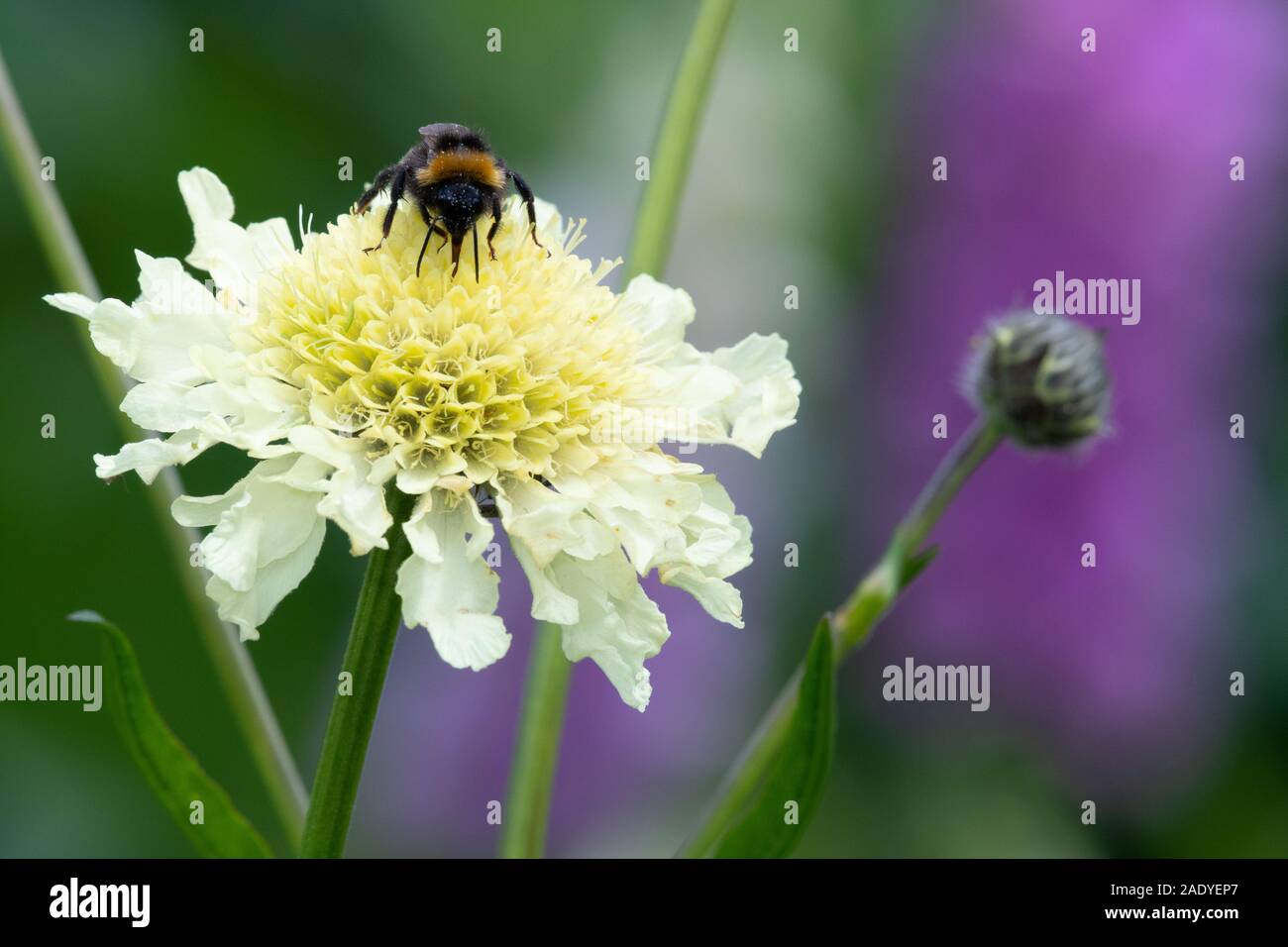 Cream pincushion flower hires stock photography and images Alamy