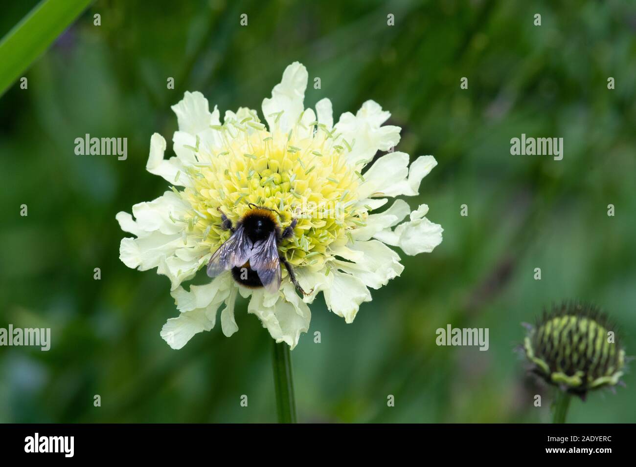Cream pincushion flower hires stock photography and images Alamy