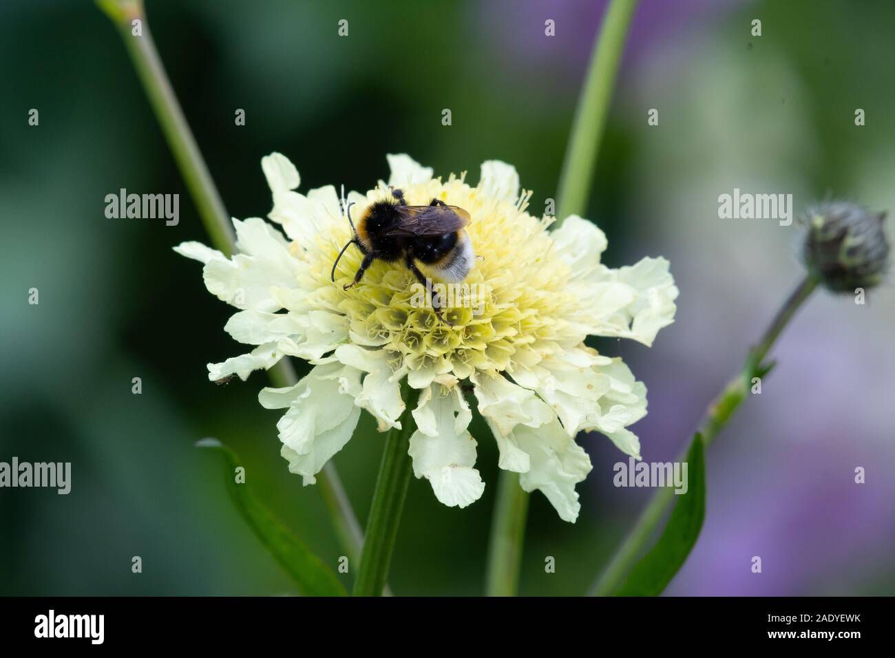 Cream pincushion flower hires stock photography and images Alamy