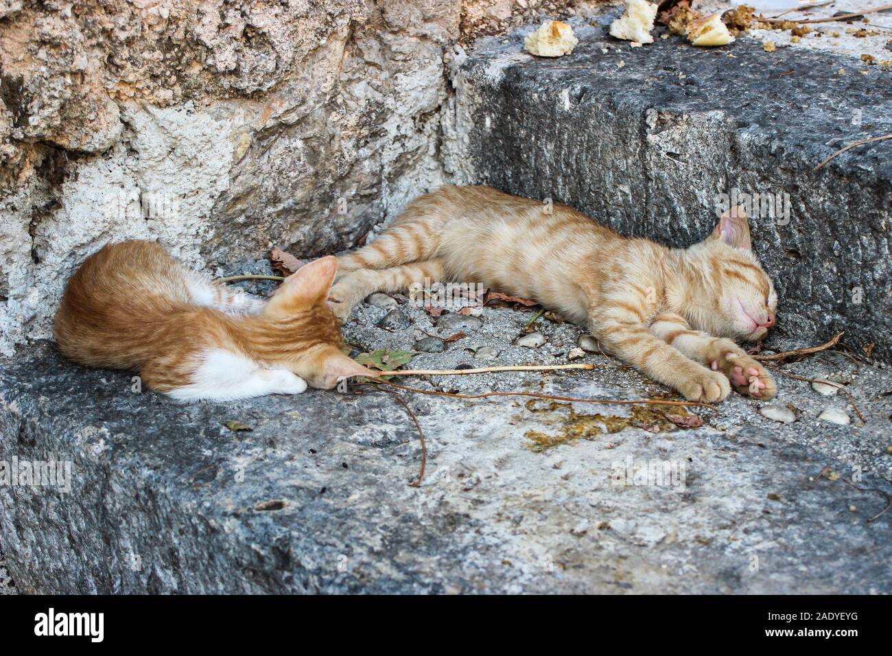 Semi-feral kittens sleeping on stone steps in Dubrovnik, Croatia Stock Photo