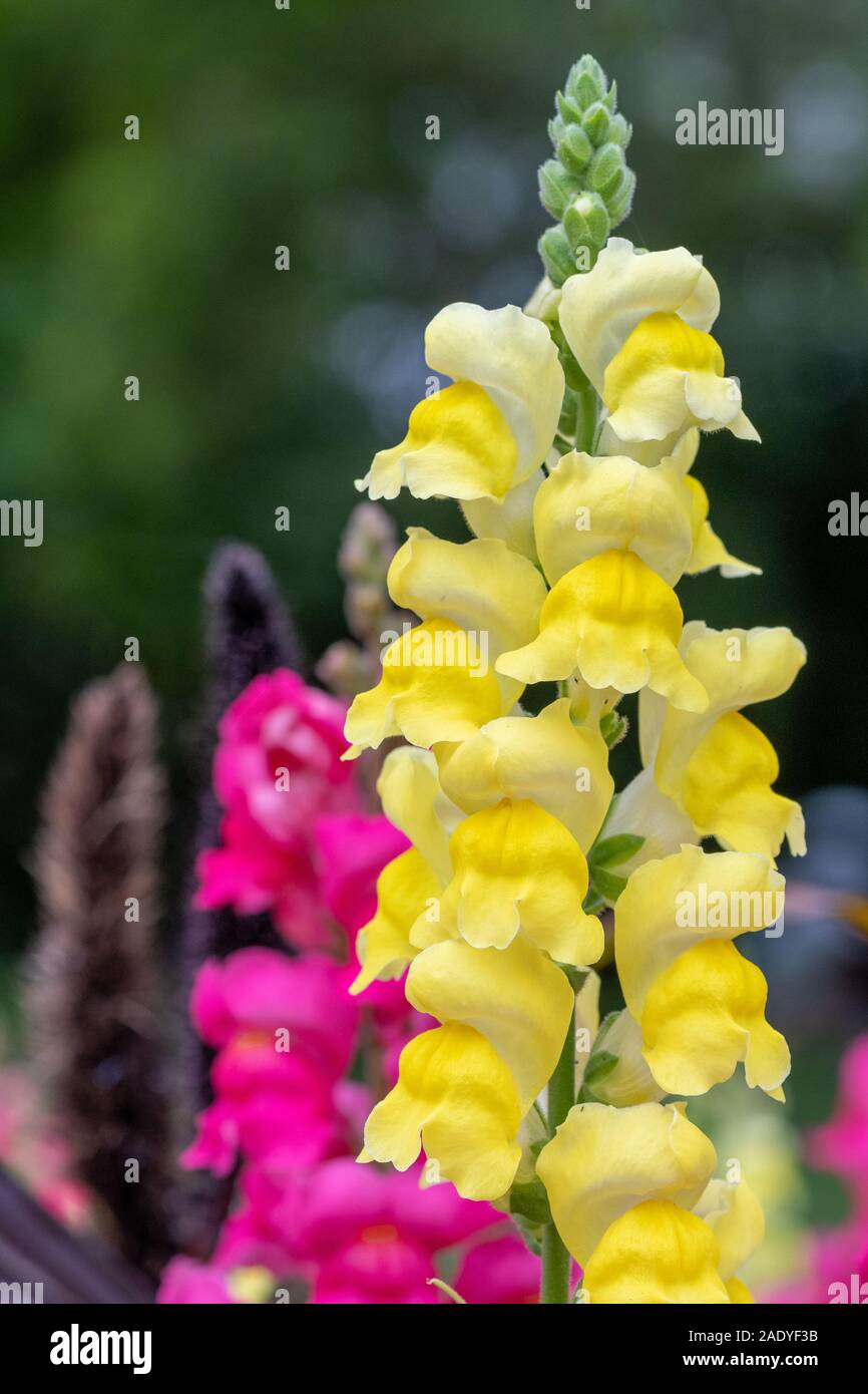 Close up of a yellow snapdragon antirrhinum flower in bloom in