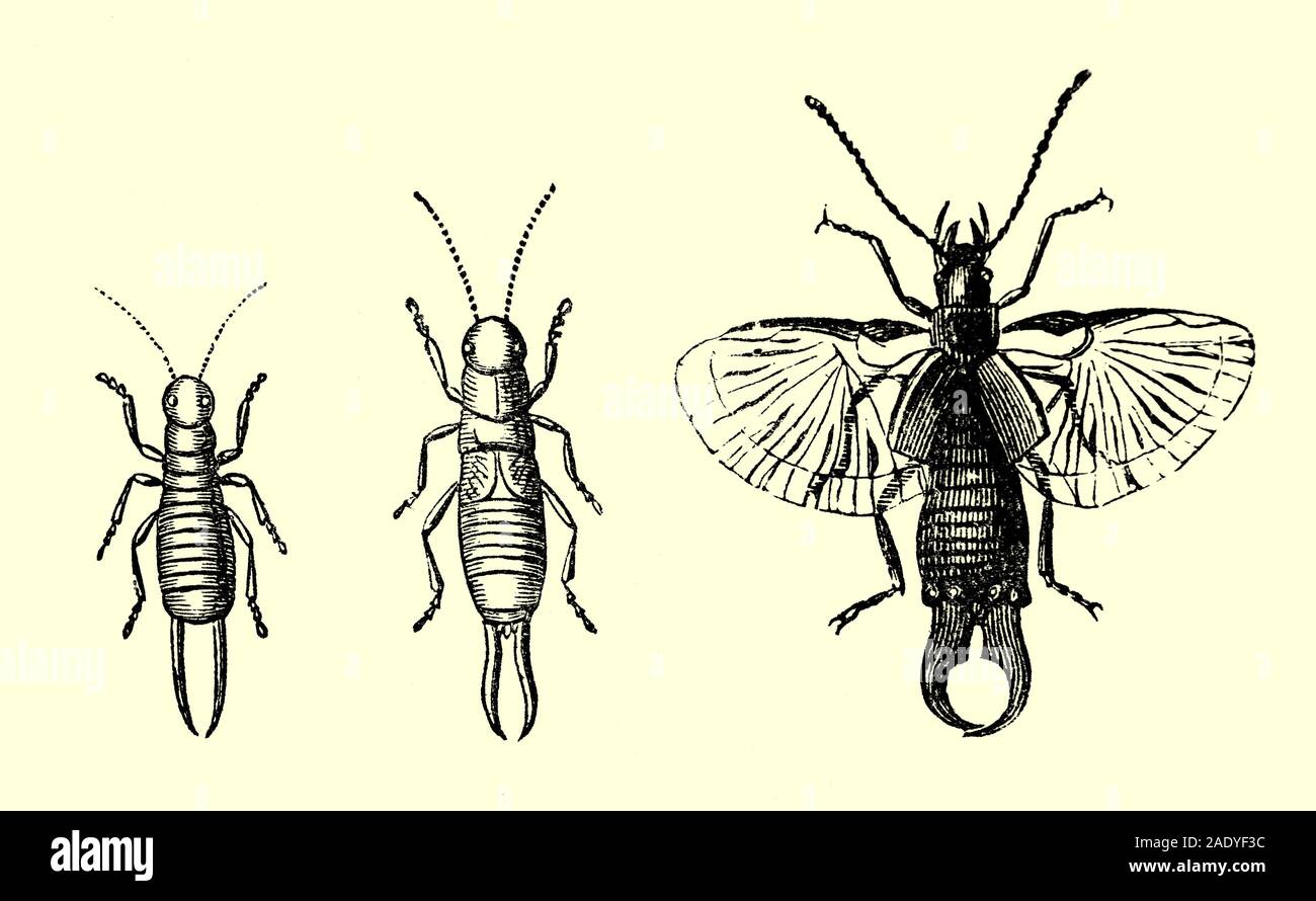 The metamorhosis of an Earwig (insect order Dermaptera) from Larva, to Nymph to adult. Earwigs is the name given to a group of insects (called Dermaptera). They are characterized by wings they can fold under short, leather-like forewings. There are about 1800 species of earwigs. They do not seem to spread any disease, or harm humans in any way Stock Photo
