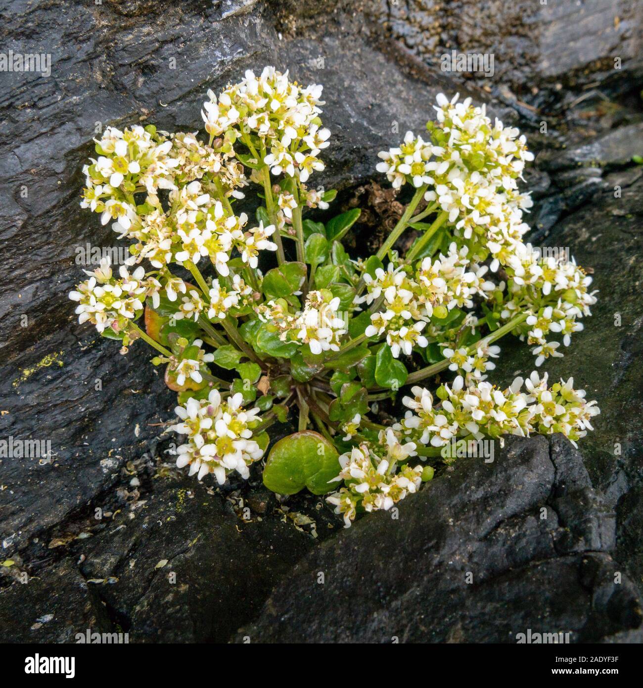 Common scurvy grass ( Cochlearia officinalis ) plant and flowers growing on dark coastal rock, Scotland, UK Stock Photo