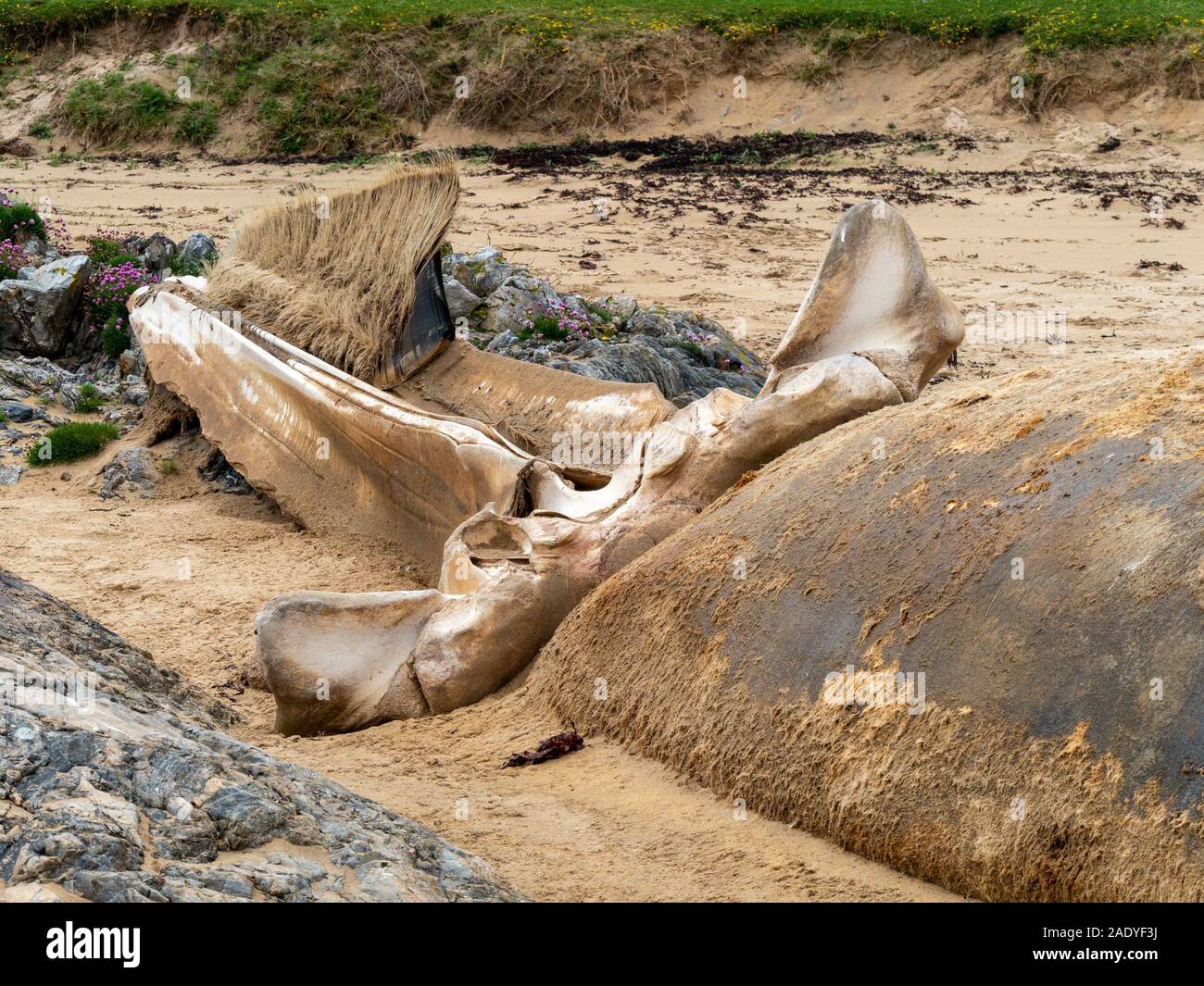 The skull of dead Baleen Fin whale (Balaenoptera physaluscarcass) on Kiloran beach showing filter comb mouthpart, Isle of Colonsay, Scotland, UK Stock Photo