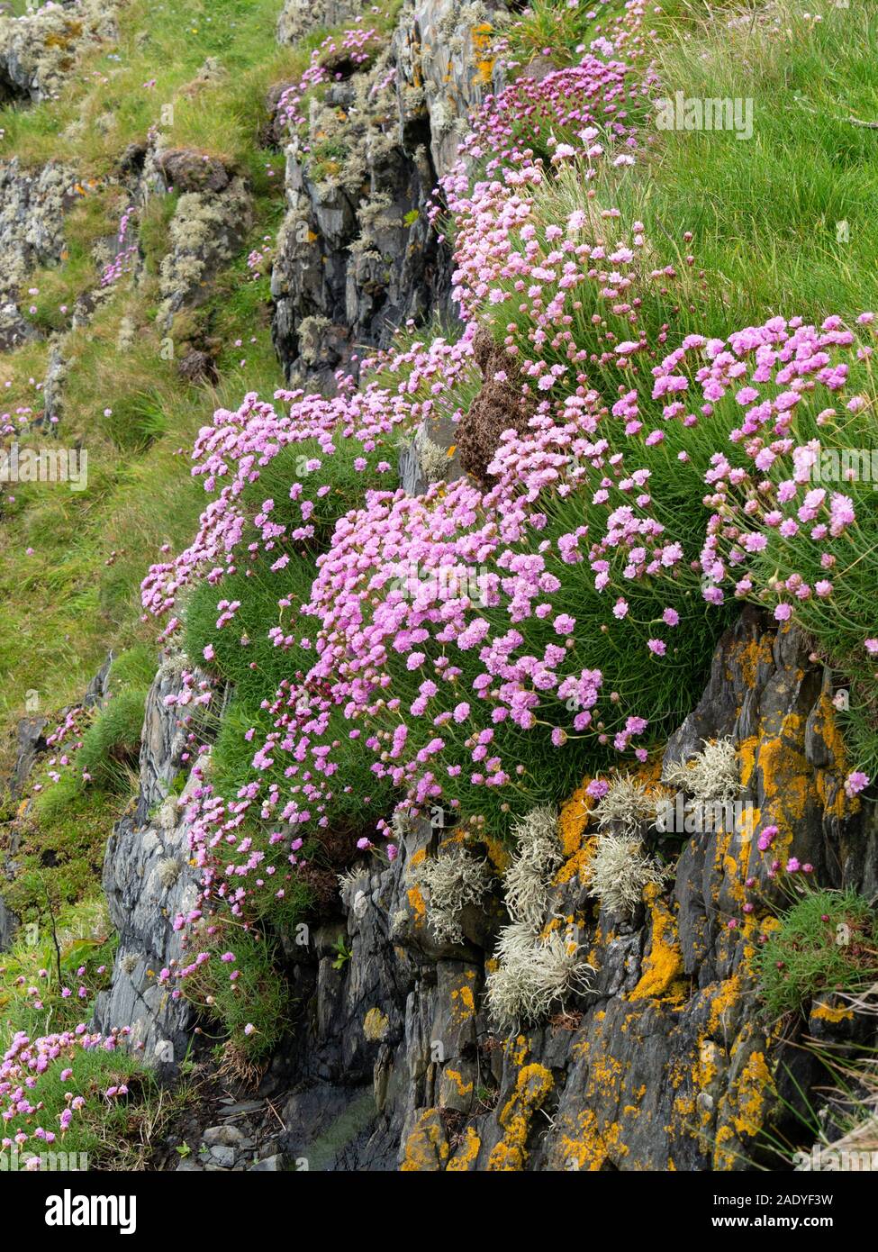 Sea thrift ( Armeria maritima ) growing on sea coast, Isle of Colonsay, Scotland, UK. Stock Photo