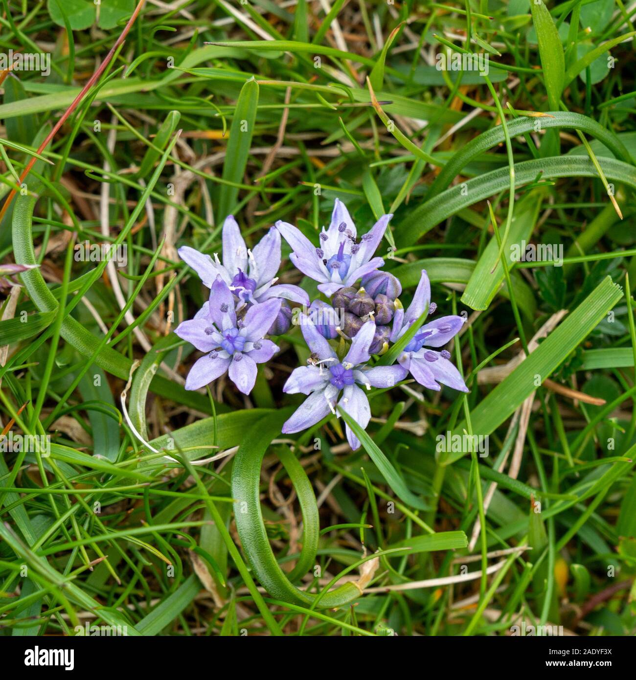 Spring squill, Scilla verna small wildflower plant amongst grass, Scotland, UK Stock Photo