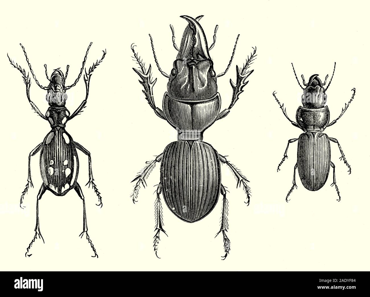 Ground beetles are a large, cosmopolitan family of beetles, Carabidae, with more than 40,000 species worldwide, around 2,000 of which are found in North America and 2,700 in Europe Stock Photo
