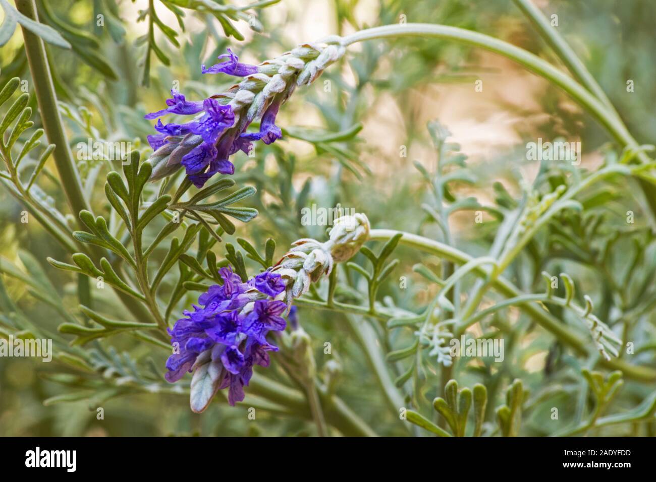 Fern leaf lavender on natural background Stock Photo