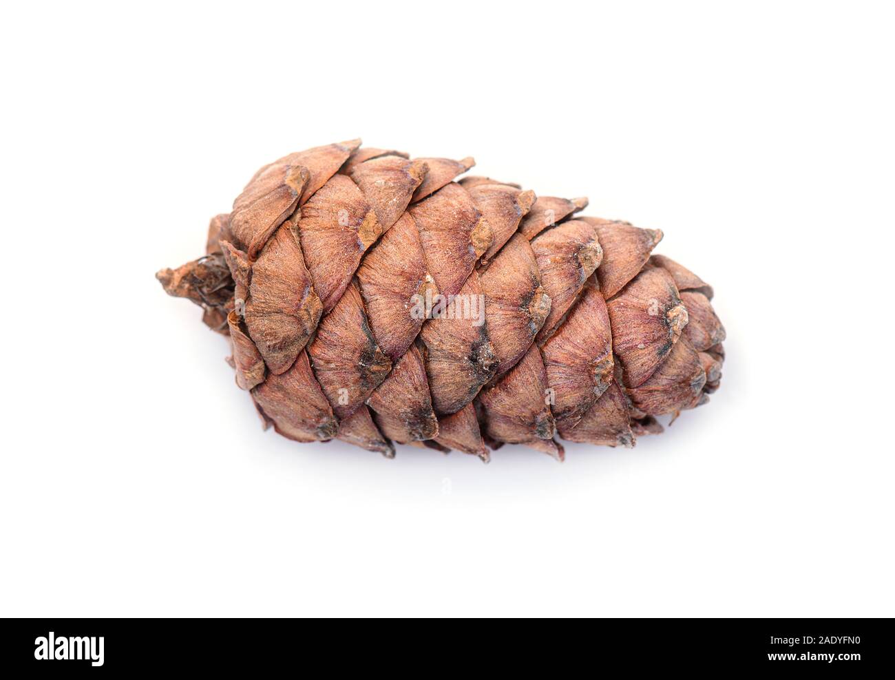 Siberian Cedar Pine Cone, Cedar Cone isolated on white Background Stock Photo