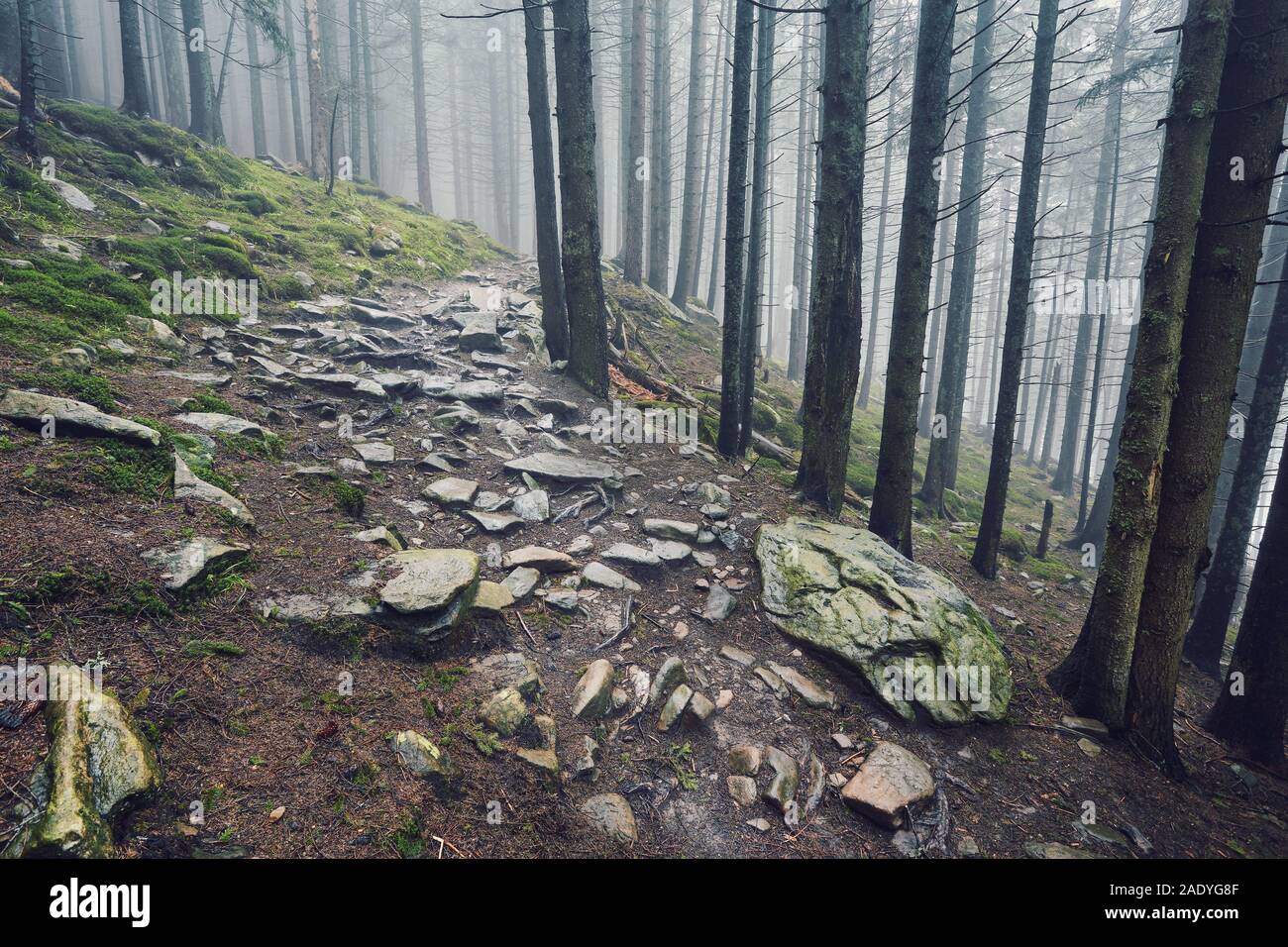 stone road in a coniferous forest in the mountains Stock Photo - Alamy