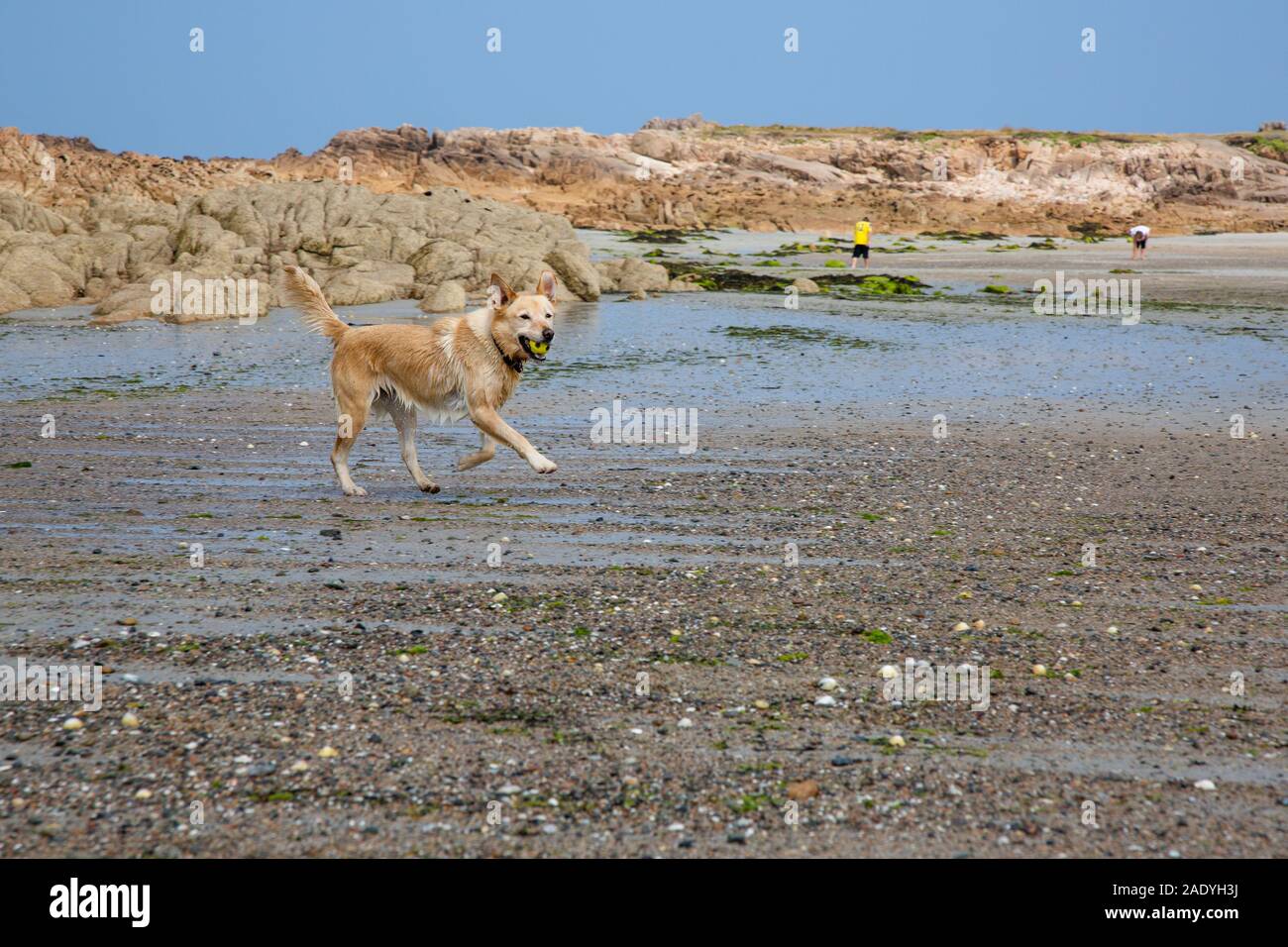 Dog Running on the beach with rugged rocks, channel islands Stock Photo