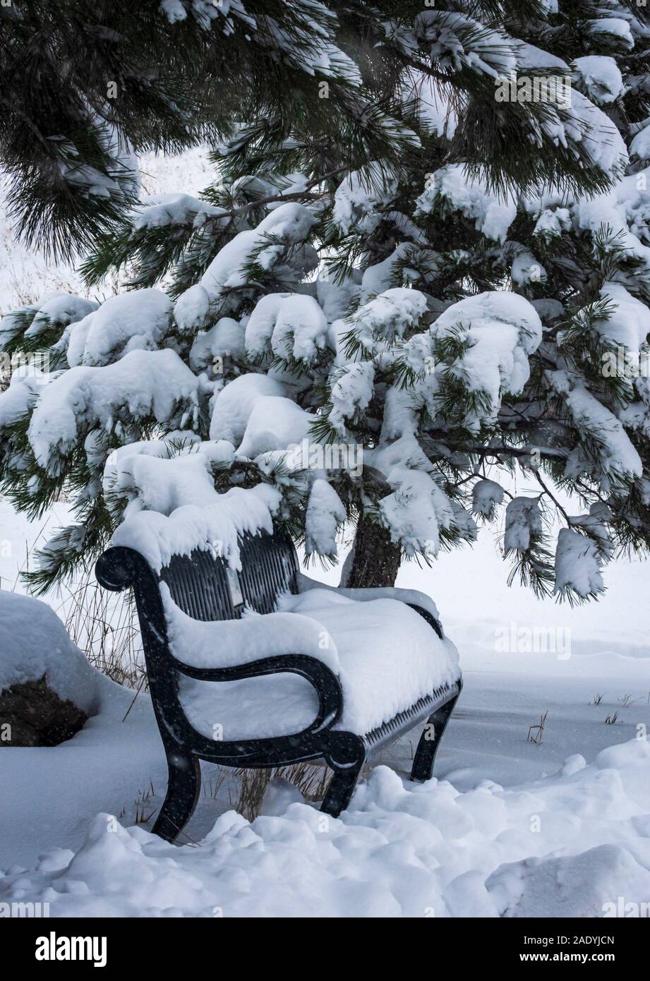 Fresh snow covers park bench and Ponderosa pine tree along East Plum