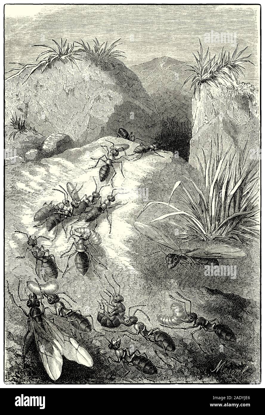 An army of ants returning to their nest with captured grubs etc. The name army ant (or legionary ant or marabunta) is applied to over 200 ant species in different lineages. Due to their aggressive predatory foraging groups, known as 'raids', a huge number of ants forage simultaneously over a certain area. Most ant species will send individual scouts to find food sources and later recruit others from the colony to help; however, army ants dispatch a cooperative, leaderless group of foragers to detect and overwhelm the prey at once Stock Photo
