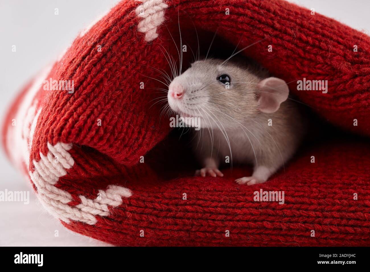 Rat hiding in Christmas winter sweater. New Year 2020 symbol. Stock Photo