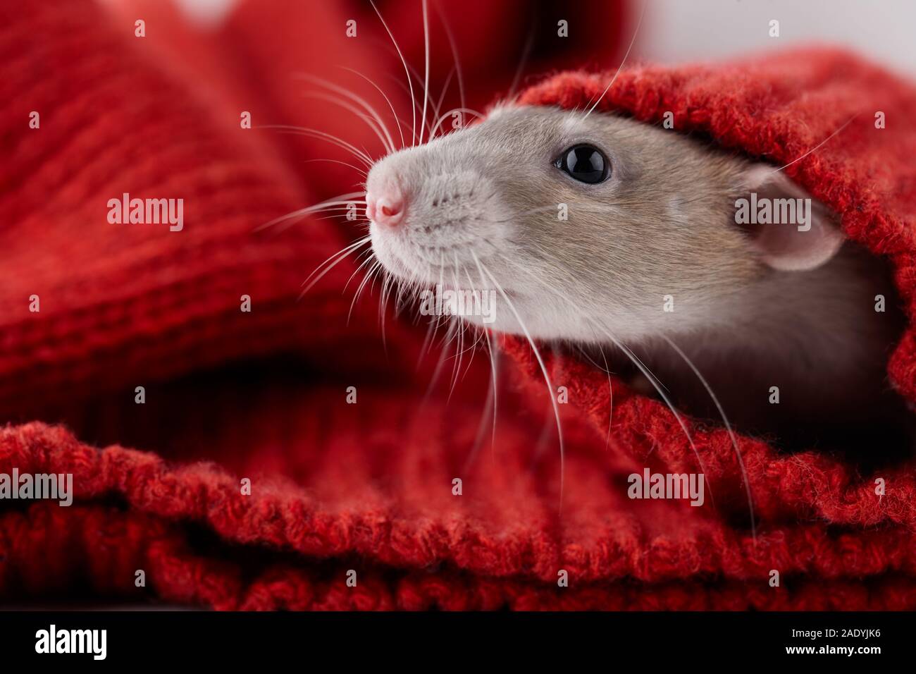 Rat hiding in Christmas winter sweater. New Year 2020 symbol. Stock Photo