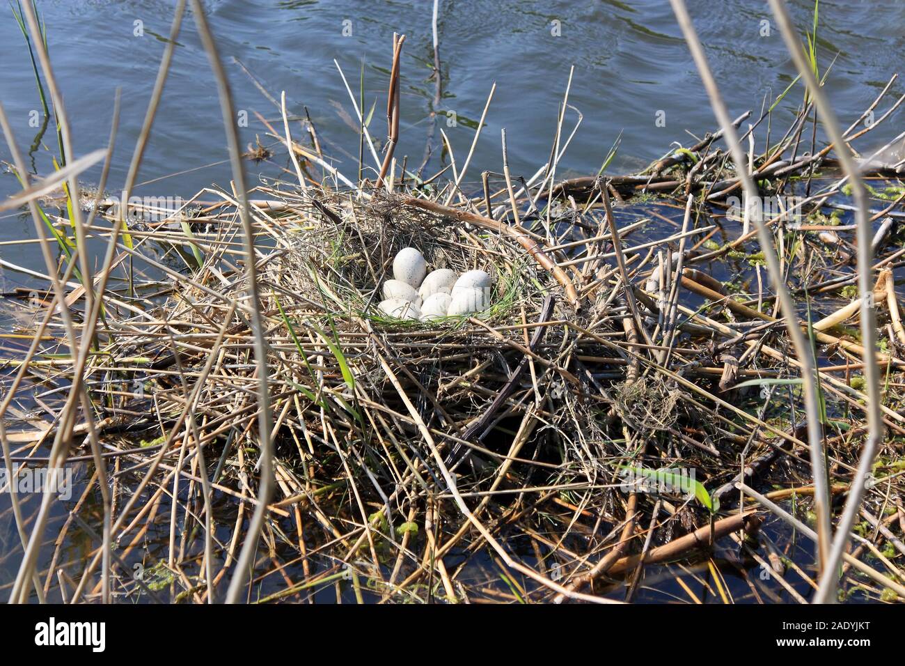 Bird nest in water with white black coot eggs between reed in springtime Stock Photo