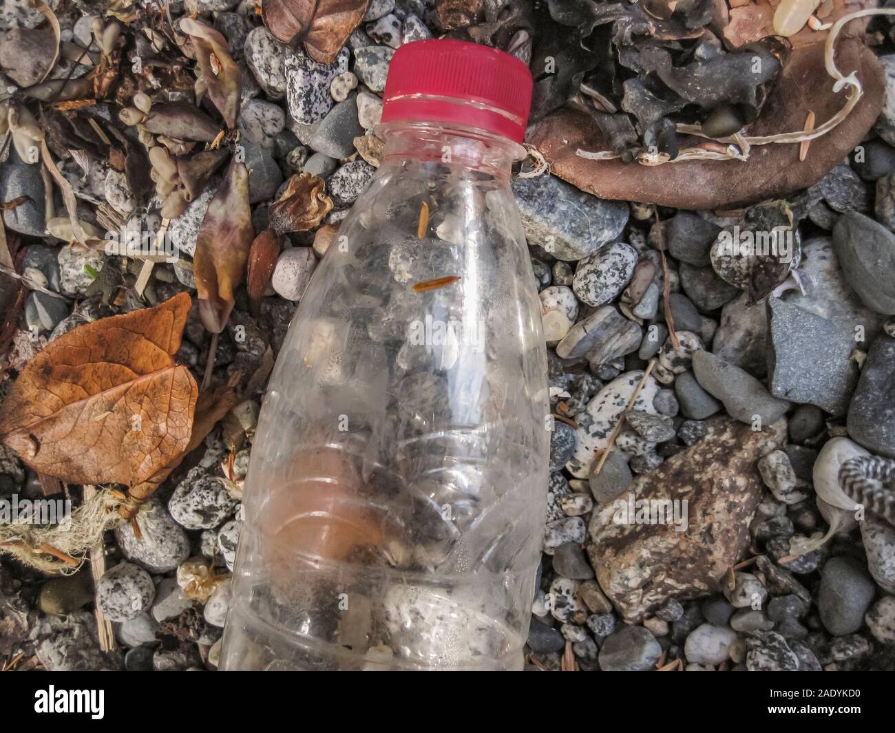 Plastic pollution in the marine environment: a discarded single-use water bottle, on a pebble beach in Queen Charlotte Strait on Canada's west coast. Stock Photo