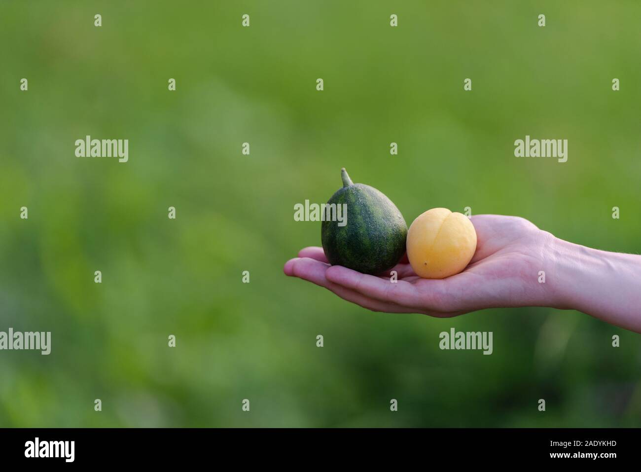 Watermelon the size of an apricot lie together in one hand Stock Photo -  Alamy