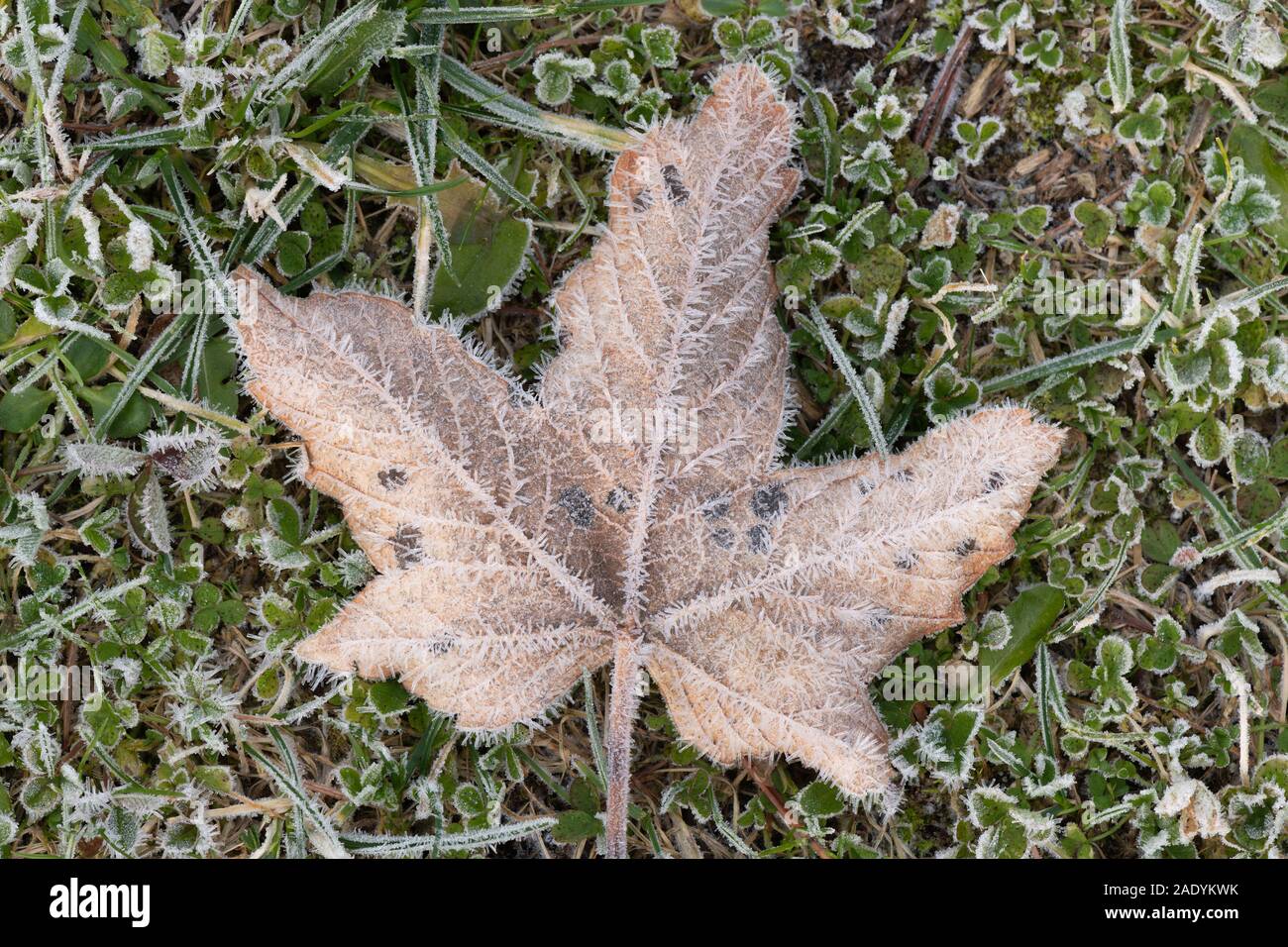 A Brown and Decaying, Frosted Sycamore Leaf (Acer Pseudoplatanus) Infected with the Fungus Tar Spot (Rhytisma Acerinum) On a Green Background Stock Photo