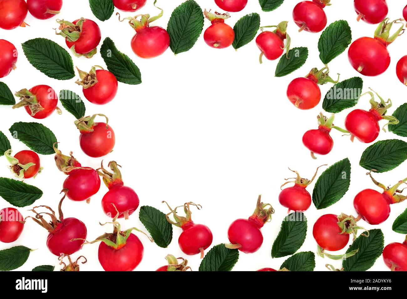 Rosehip berry fruit forming an abstract border on white background with copy space. Very high in vitamin c and antioxidants. Rose rugosa. Stock Photo