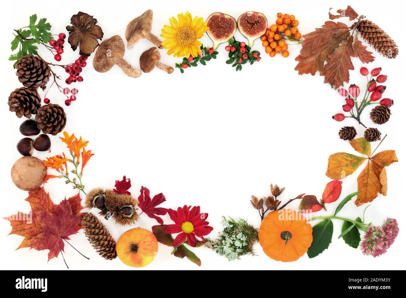 Autumn abstract background border composition with food, flora and fauna on white with copy space. Top view. Harvest festival concept. Stock Photo