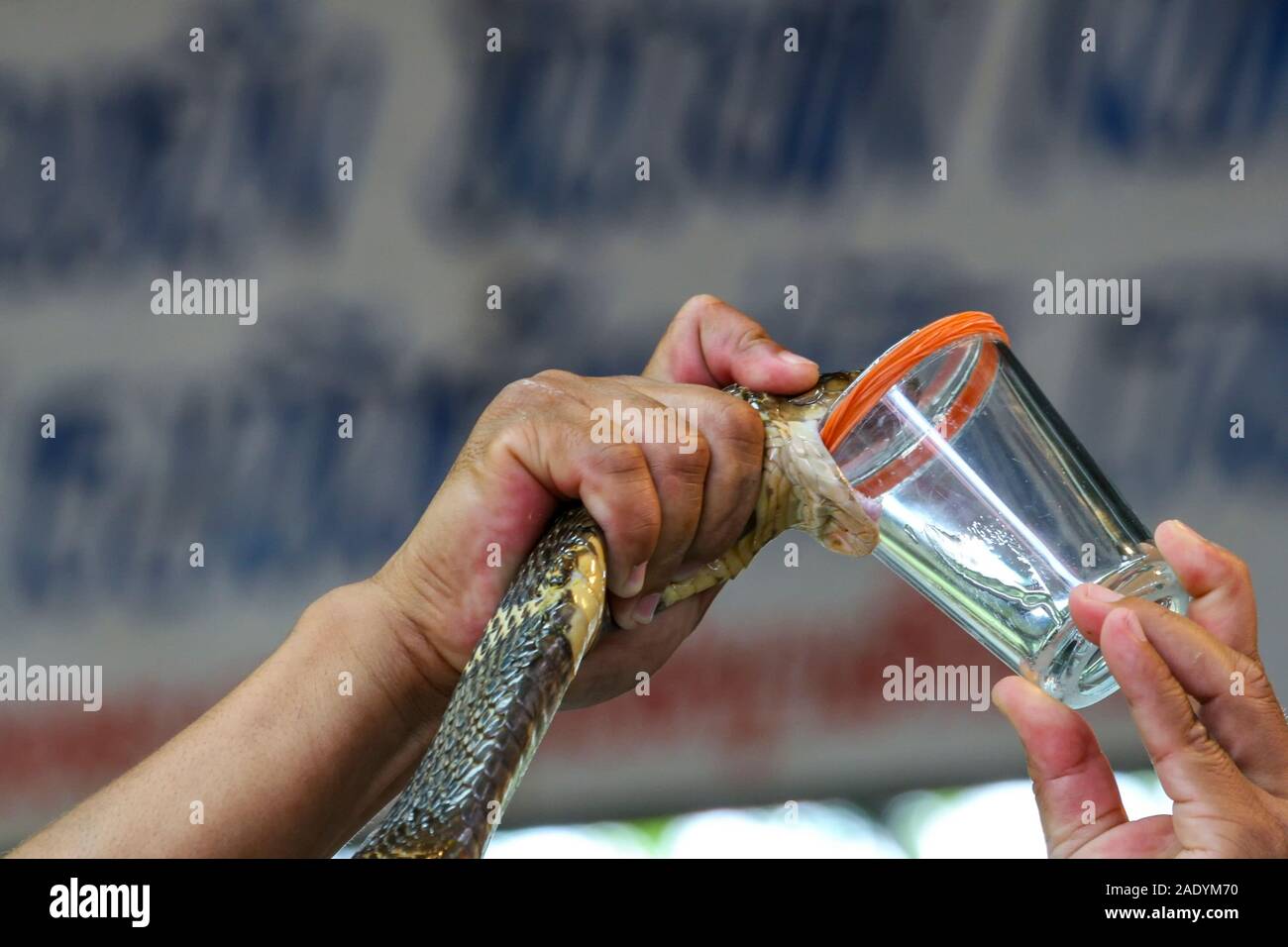 Milking cobra snake venom in Thailand Stock Photo