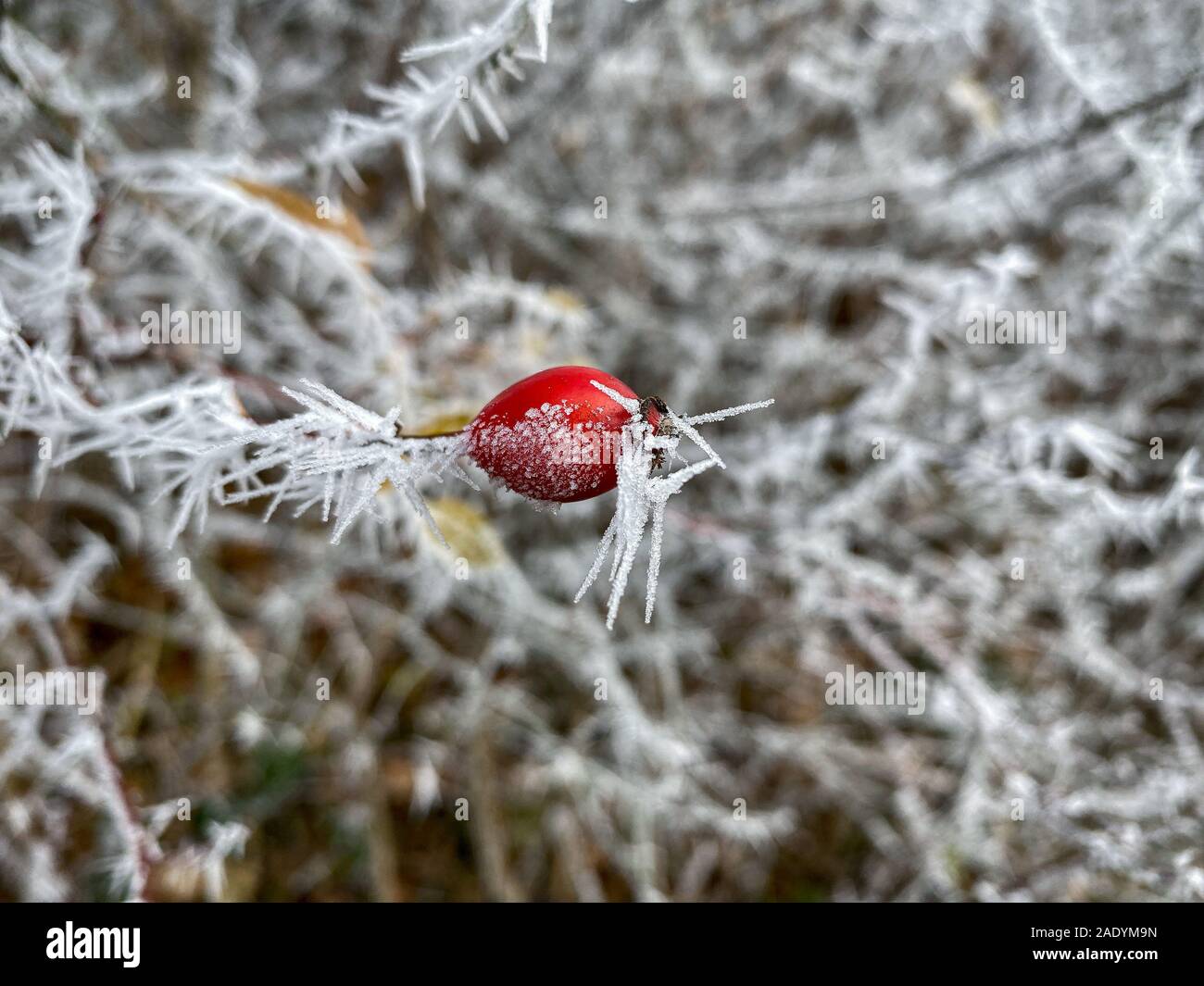 Frozen Red Rose Hip In The Winter Morning Stock Photo Alamy Frozen Red Rose Hip In The Winter Morning Stock Photo Alamy