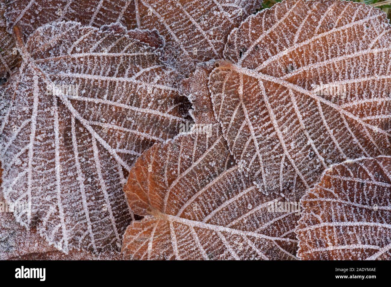 The Veins on Several Brown Leaves Clearly Outlined by Frost on a Winter Morning Stock Photo