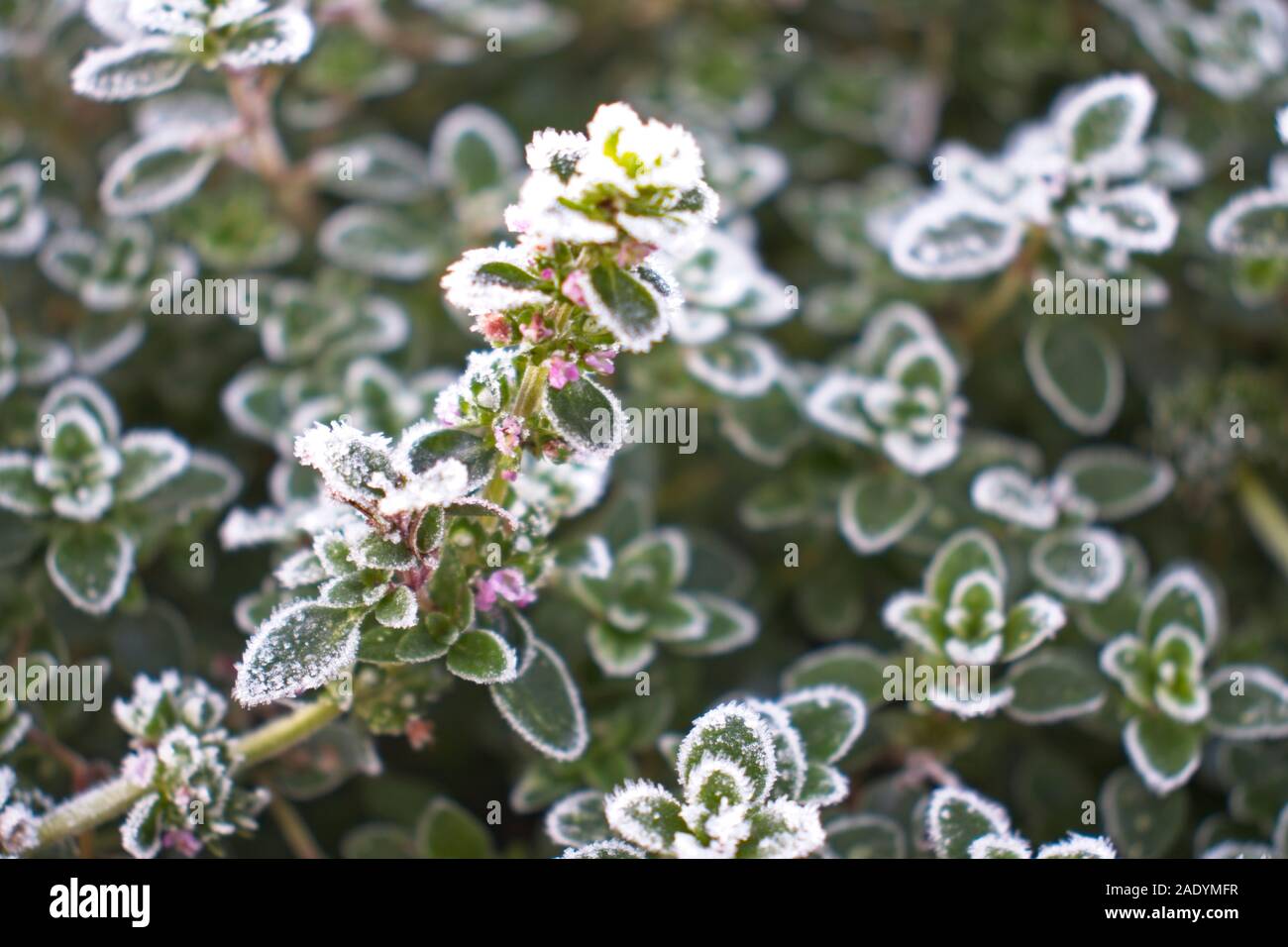 Thyme in the frost Stock Photo Alamy