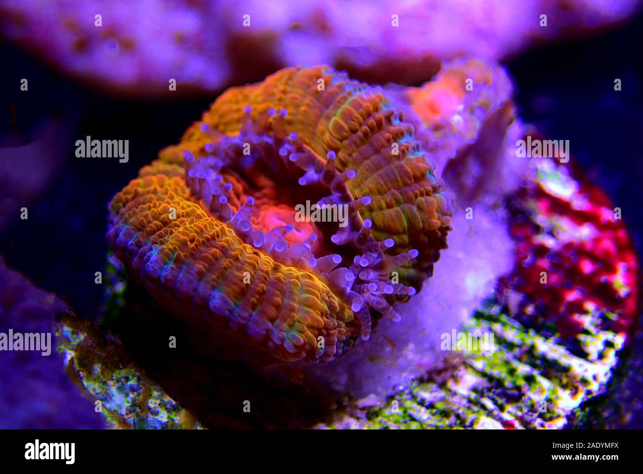 Acanthastrea Lordhowensis Coral - (Micromussa lordhowensis) Stock Photo