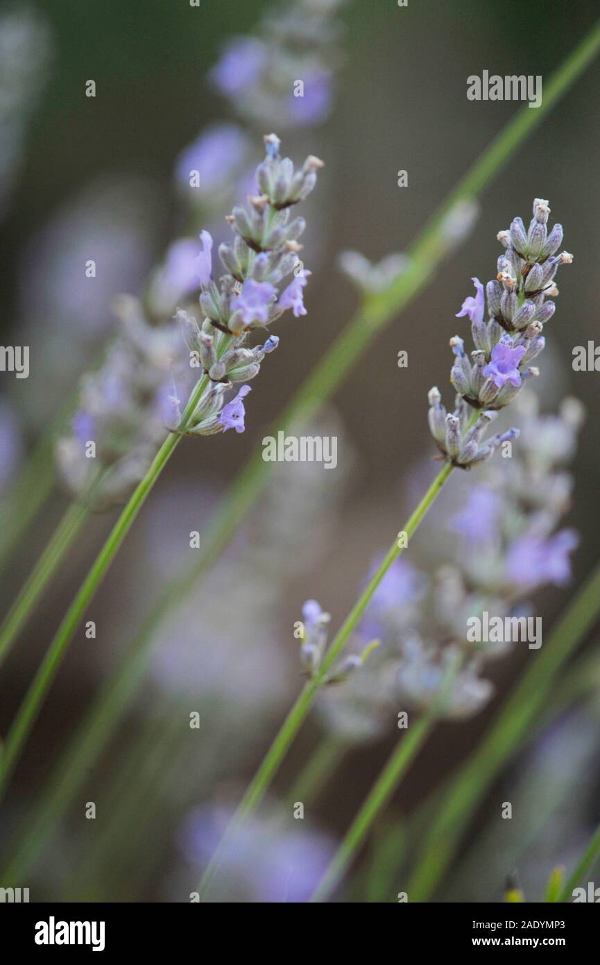 lavendar, (lavendula) individual, flower heads Stock Photo