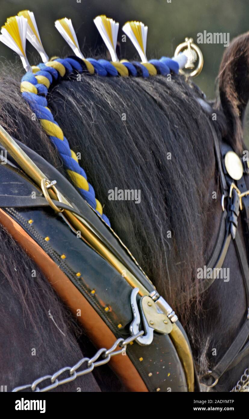 show  shire horse Stock Photo