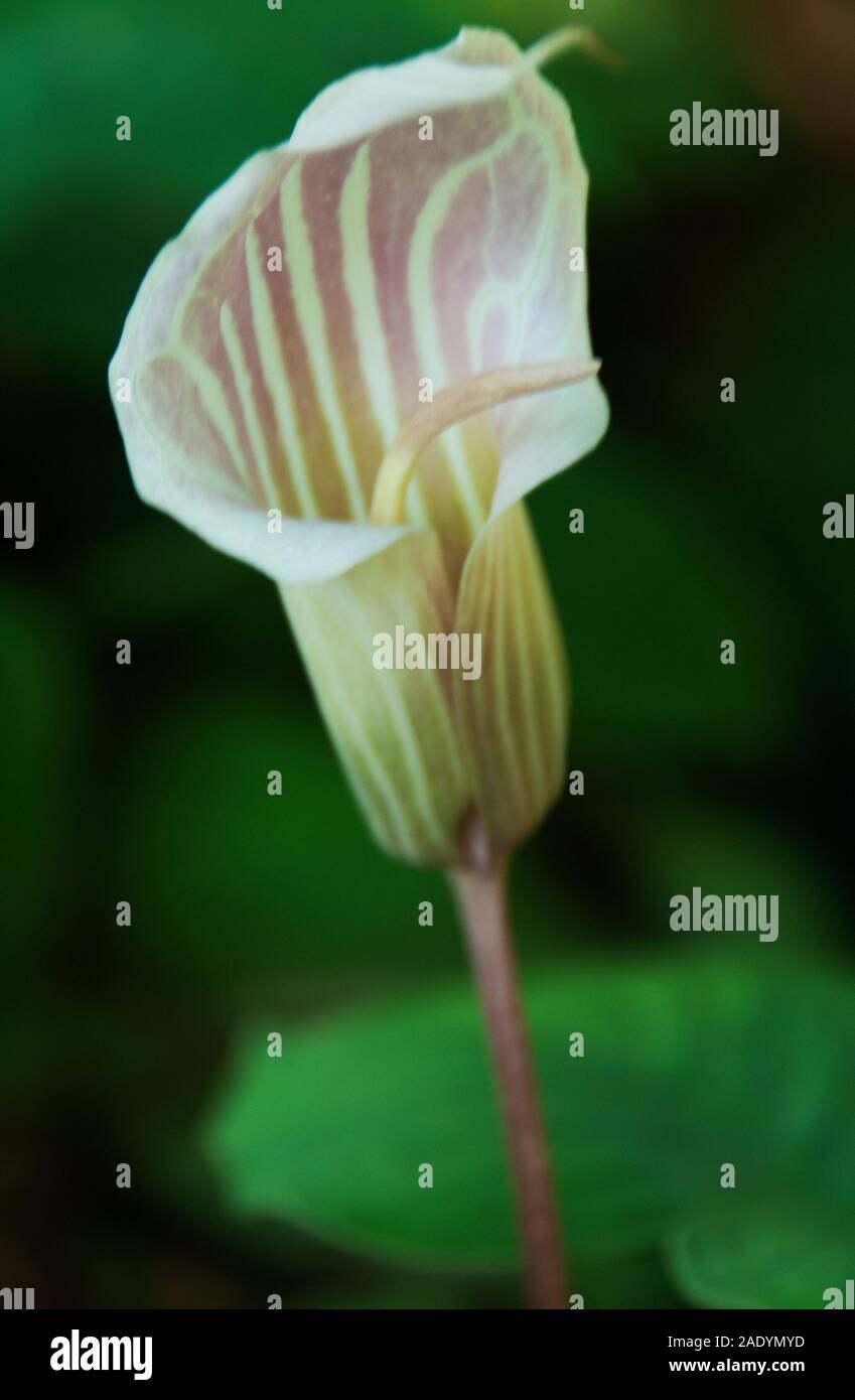 Arisaema candidissimum , the striped cobra lily Stock Photo