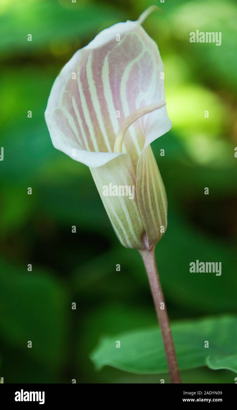 Arisaema candidissimum , the striped cobra lily Stock Photo