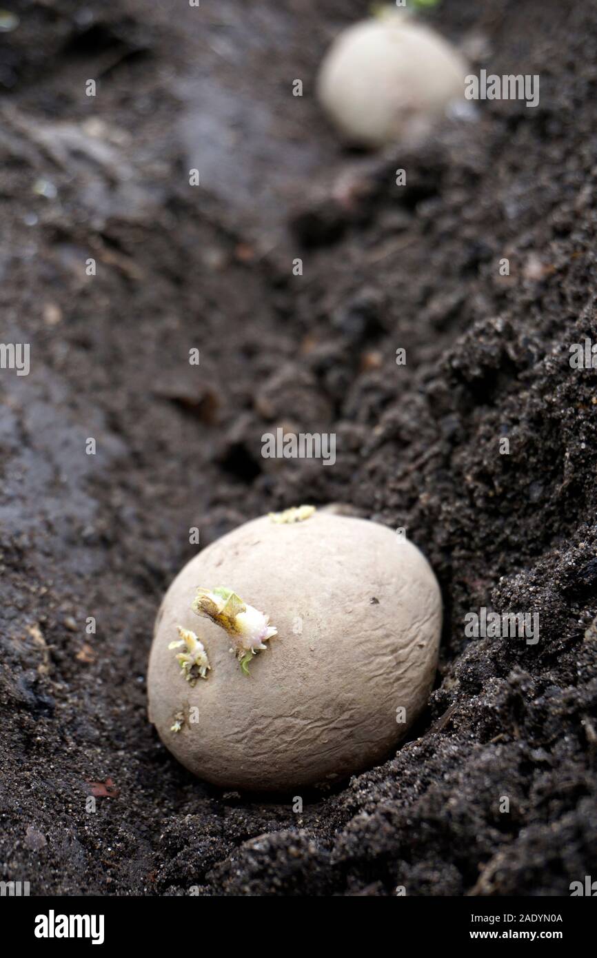 chitted sprouting  potato tuber planted in newly dug in garden furrow Stock Photo