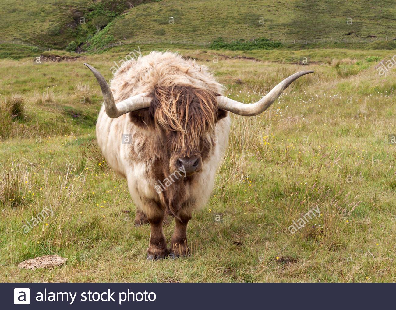 West Highland Cattle High Resolution Stock Photography and Images - Alamy