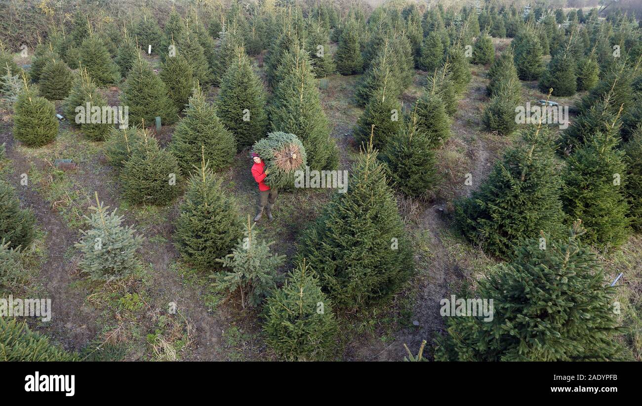 Tallington Christmas Trees are busy with customer orders as Will Thurlby selects a Christmas tree from over 7 acres of Norway Spruce and Blue Spruce from the family-run Tallington Farm, near Stamford, Lincs., on December 4, 2019. Stock Photo
